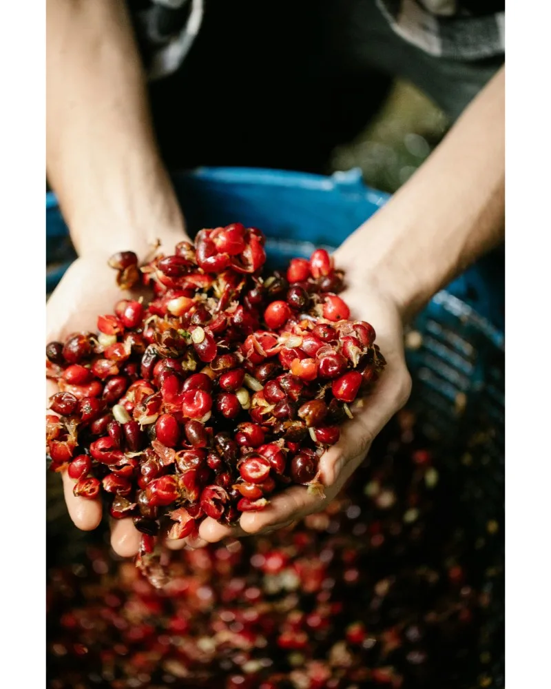 Coffee Fruit